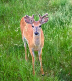 deer in headlights aka me